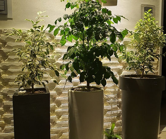 공기정화 식물 - 관엽/공기정화식물